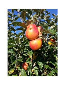 MANZANO REINA REINETAS Malus domestica 4/6 C-19