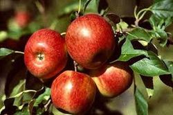 MANZANO REINA REINETAS Malus domestica 4/6 C-19