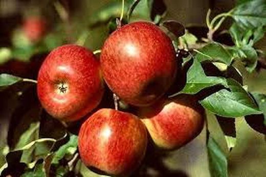 MANZANO REINA REINETAS Malus domestica 4/6 C-19