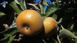 MANZANO REINETA GRIS Malus domestica 4/6 C-19