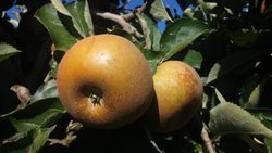 MANZANO REINETA GRIS Malus domestica 6/8 C-25
