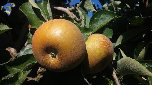MANZANO REINETA GRIS Malus domestica 6/8 C-25