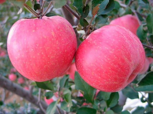 MANZANO ROYAL GALA Malus domestica 6/8 C-25