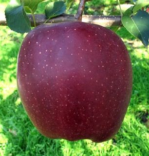 Manzano Starking C-24  ITALIA