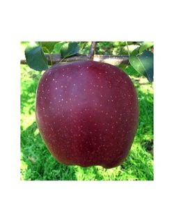 MANZANO STARKING Malus domestica 6/8 C-25