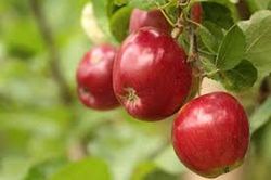 MANZANO TOP RED Malus domestica 4/6 C-19