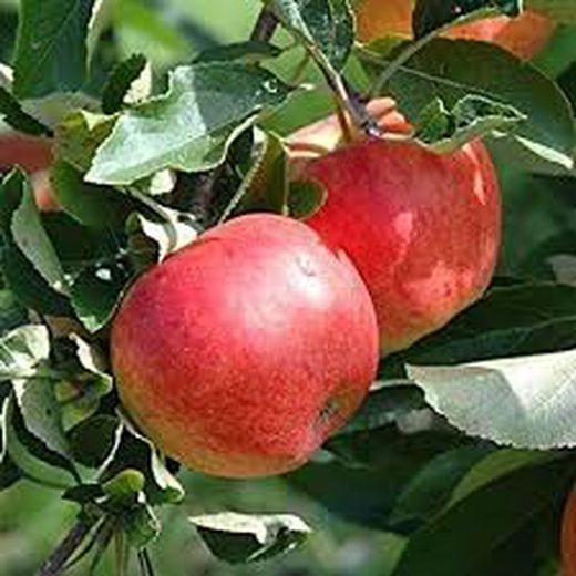 MANZANO TOP RED Malus domestica 6/8 C-25