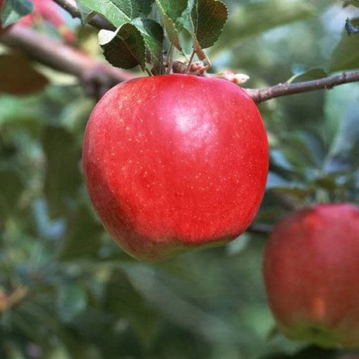 MANZANO TOP RED Malus domestica 6/8 C-2519