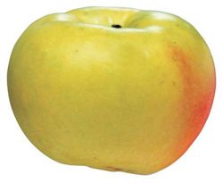 MANZANO VERDE DONCELLA Malus domestica 4/6 C-19