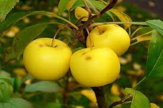 MANZANO VERD DONCELLA Malus domestica 6/8 C-25