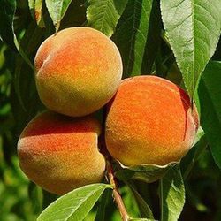MELOCOTON AMARILLO AGOSTO Prunus persica 4/6 C-19