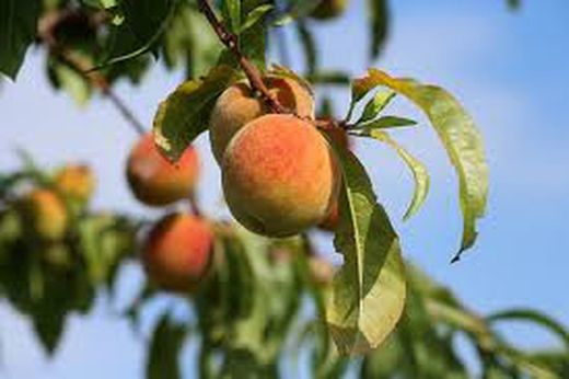 MELOCOTON AMARILLO AGOSTO Prunus persica 4/6 C-19