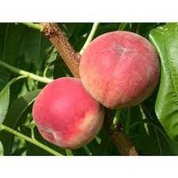 MELOCOTON ASMDEN Prunus persica 6/8 C-24  ITALIA