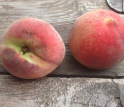 MELOCOTON ASMDEN Prunus persica 6/8 C-24  ITALIA