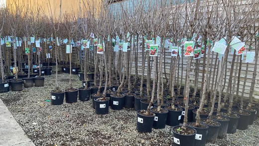 MELOCOTON ASMDEN Prunus persica 6/8 C-24  ITALIA