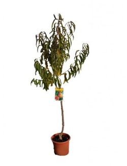 MELOCOTON MIRAFLORES  Prunus persica 4/6 C-19