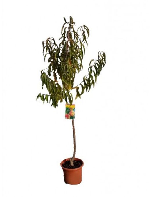 MELOCOTON MIRAFLORES  Prunus persica 4/6 C-25