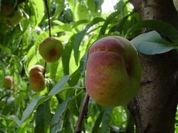MELOCOTON PARAGUAYO Prunus persica 4/6 C-19