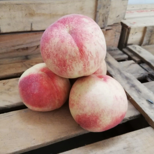 Melocoton p.b.Maria Blanca  CT.42  ITALIA