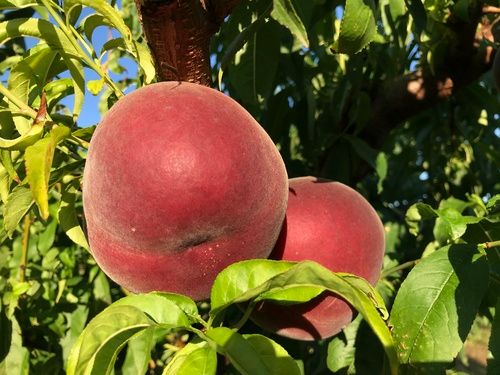 Melocoton p.b.Michelini CT.42  ITALIA