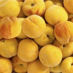 Melocoton p.g.Praticarpa amarillo  CT.42  ITALIA