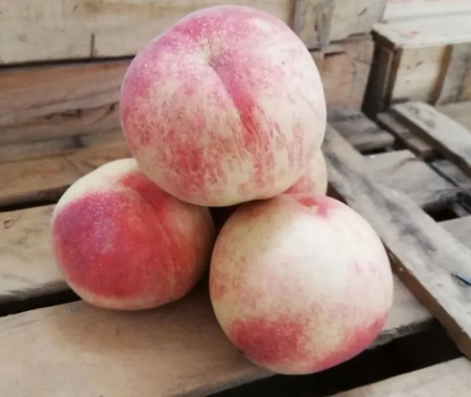 Melocoton Praticarpa bianca C-24 ITALIA