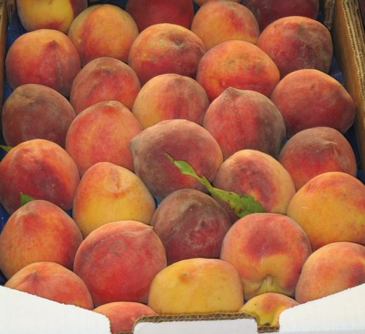 Melocoton Redhaven C-24 ITALIA