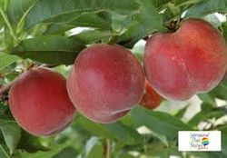 MELOCOTON SPRINCREST Prunus persica 4/6 C-19