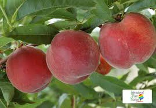 MELOCOTON SPRINCREST Prunus persica 4/6 C-19