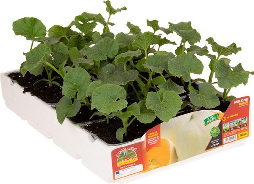 Melon Liso Yago 4 Plantas En Pack