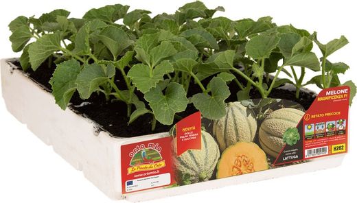 Melón Rayado con Rodaja Precoz 4 Plantas En Pack