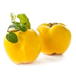 Membrillo de Manzana C-24  ITALIA