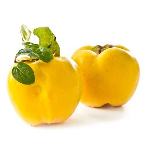 Membrillo de Manzana C-24  ITALIA