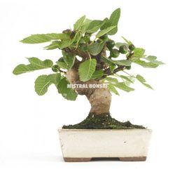 MIS. BONSAI 12 AÑOS FICUS CARICA