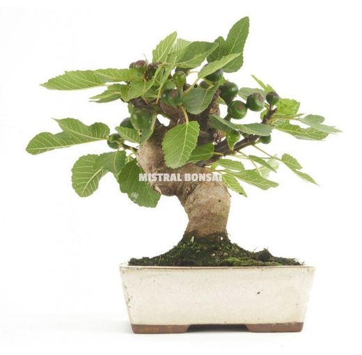 MIS. BONSAI 12 AÑOS FICUS CARICA