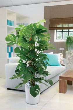 Monstera deliciosa 100cm altura