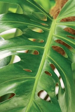 Monstera deliciosa 100cm altura