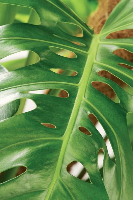 Monstera deliciosa 100cm altura