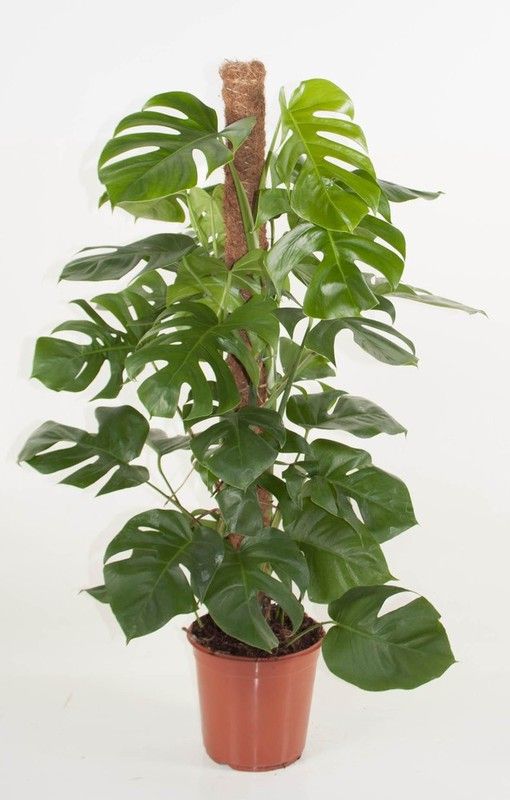 Monstera deliciosa  19Ø 080CM