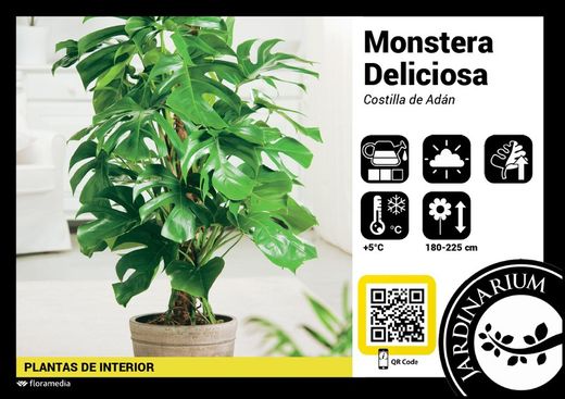 Monstera deliciosa  19Ø 080CM