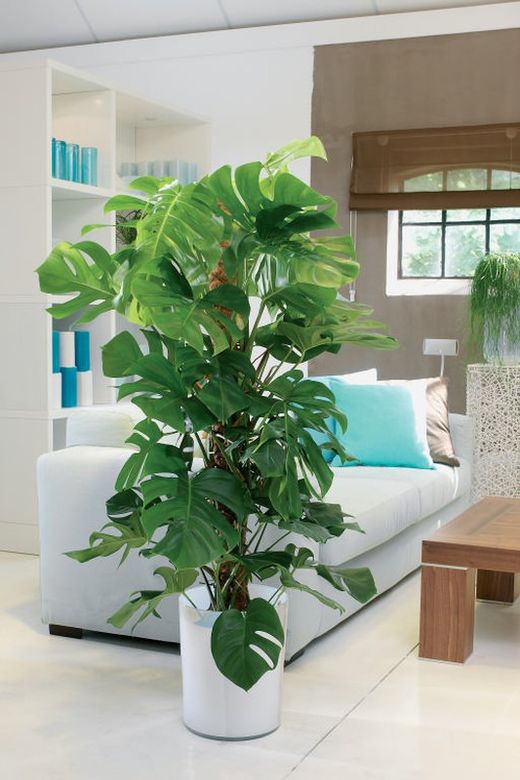 Monstera deliciosa  19Ø 080CM