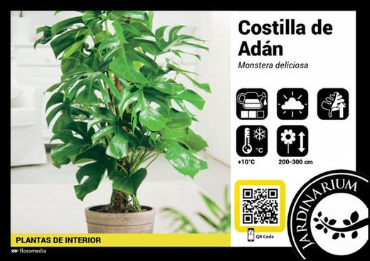 Monstera deliciosa 100cm altura