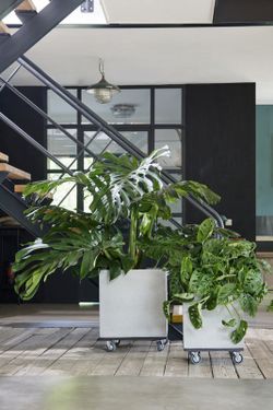 Monstera deliciosa 100cm altura