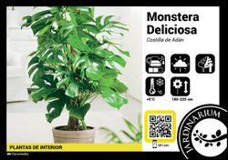 Monstera deliciosa (tiesto de 24 litros)