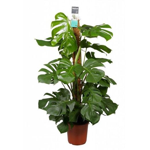 Monstera pertusum 130cm