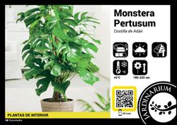 Monstera pertusum 130cm