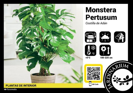Monstera pertusum 130cm