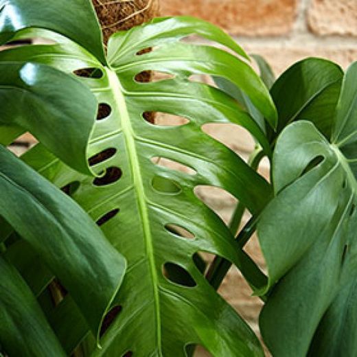 Monstera pertusum 90 cm de altura