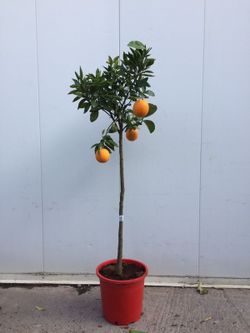 NARANJO C-25/120 FRUTO