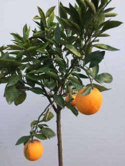 NARANJO C-25/120 FRUTO